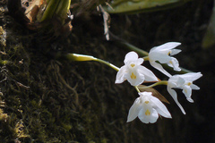 Coelogyne breviscapa